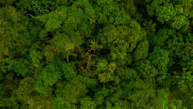 Sequestro de carbono