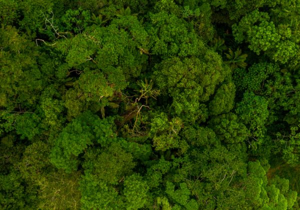 Sequestro de carbono