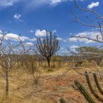 Caatinga bioma brasileiro