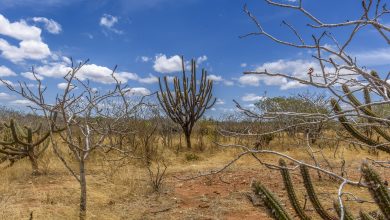 Caatinga bioma brasileiro