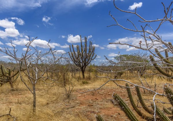 Caatinga bioma brasileiro