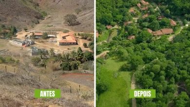 Sebastião Salgado recuperação de área degradada, vista aérea da Mata Atlântica restaurada na Fazenda Bulcão.
