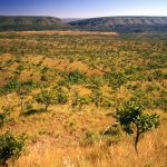Dia do Cerrado, paisagem do bioma Cerrado no Brasil