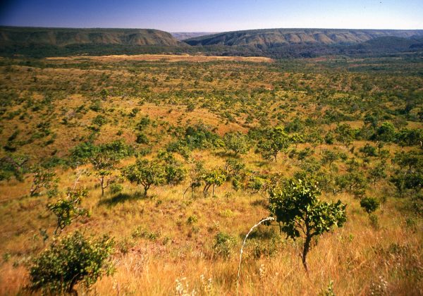 Dia do Cerrado, paisagem do bioma Cerrado no Brasil