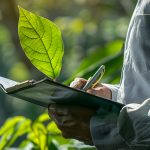 Checklist de documentos para supressão vegetal antes do corte de árvores